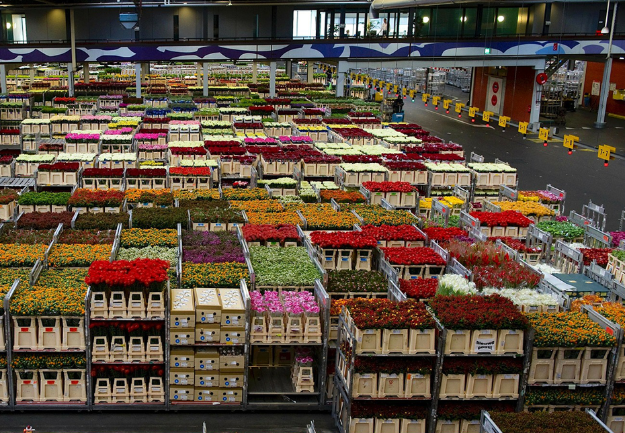 Frutas frescas de calidad empresarial